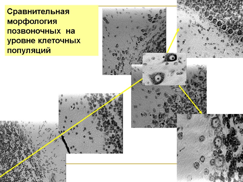 Сравнительная морфология позвоночных на уровне клеточных популяций Сравнительная морфология позвоночных на уровне клеточных популяций